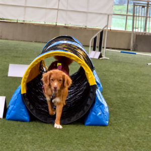 Agility UKEDAG