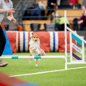 Agility HELG 7.-8.nov 2026