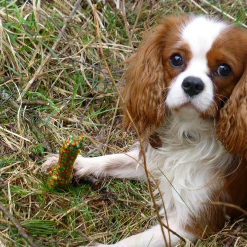 bilde 4 i bildeserie